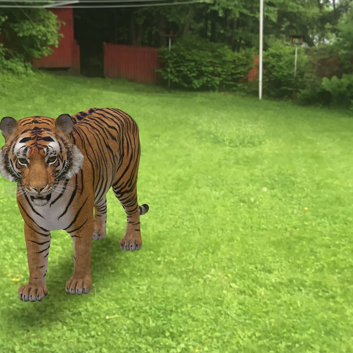tiger 3d+ نمر view in 3D