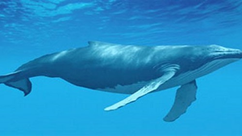 صوت الحوت الأزرق