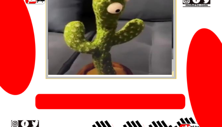 الصبارة الراقصة