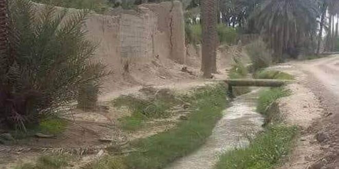 وارسم شجر فى الريح