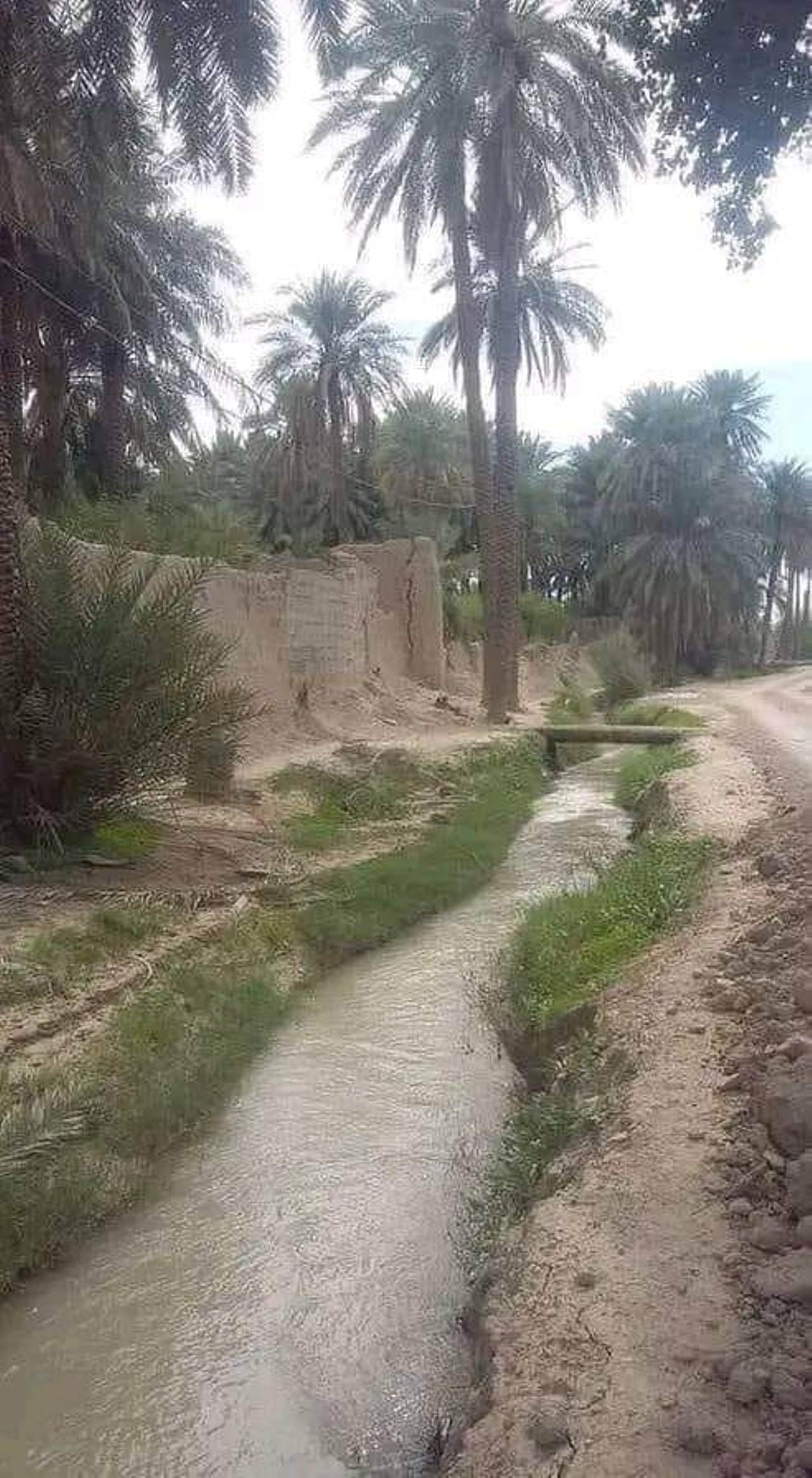 وارسم شجر فى الريح