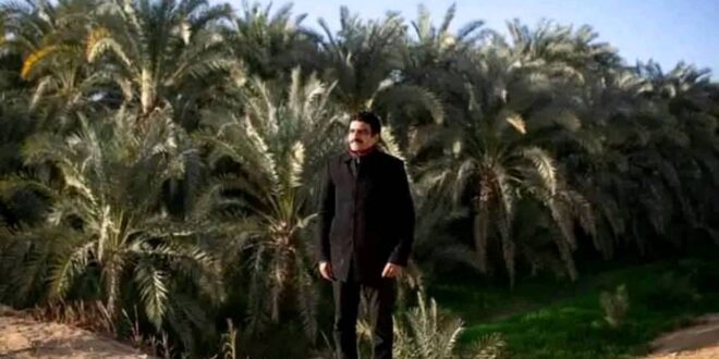نخيل كثيف يصفق بجريده