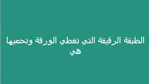 الطبقة الرقيقة التي تغطي الورقة وتحميها هي